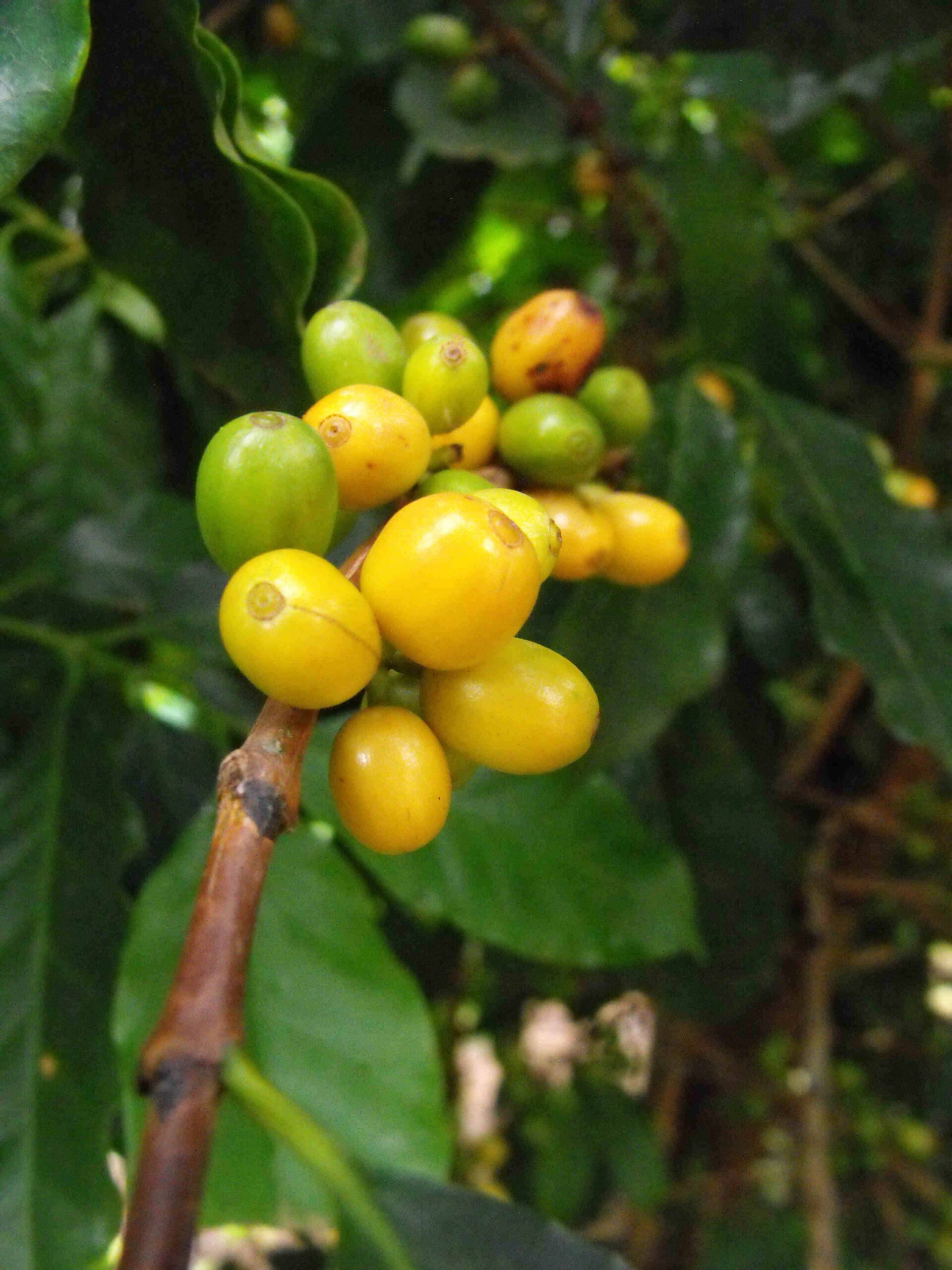 Plantacja kawy w Brazylii – Zapowiada się obfity zbiór zółtych owoców kawy odmiany Yellow Bourbon.