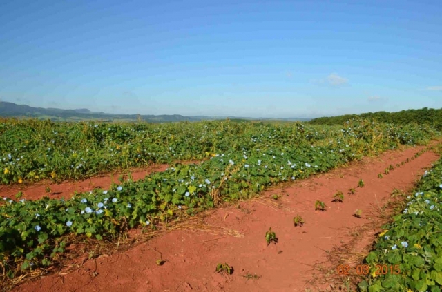 Plantacja kawy w Brazylii – Aby zaradzić suszy, która spowodowała straty w uprawach dochodzące do 20%, na niektórych plantacjach podjęto próby posadzenia roślin, których zadaniem jest częściowe zatrzymanie wody w glebie.